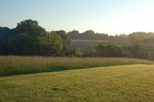 grassy fields